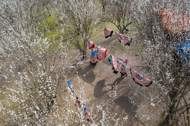 Tả Van Chư – Lặng người ngắm nhìn mùa hoa mận nở trắng một rẻo vùng cao - Ảnh 10.