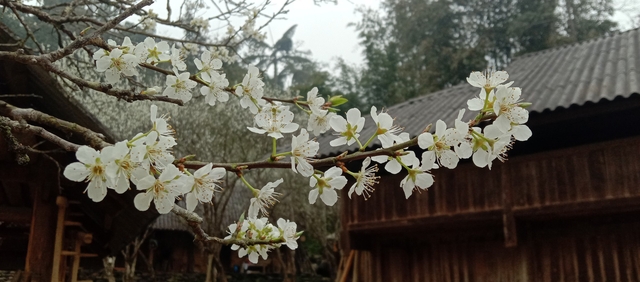 Tả Van Chư – Lặng người ngắm nhìn mùa hoa mận nở trắng một rẻo vùng cao - Ảnh 13.