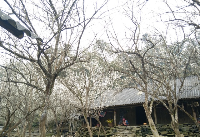 Tả Van Chư – Lặng người ngắm nhìn mùa hoa mận nở trắng một rẻo vùng cao - Ảnh 3.