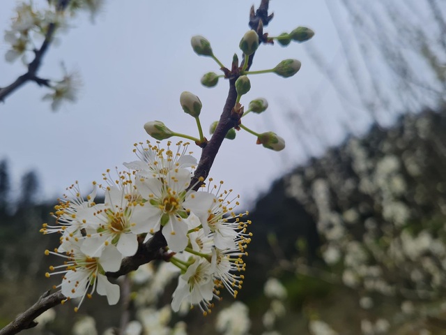 Tả Van Chư – Lặng người ngắm nhìn mùa hoa mận nở trắng một rẻo vùng cao - Ảnh 4.