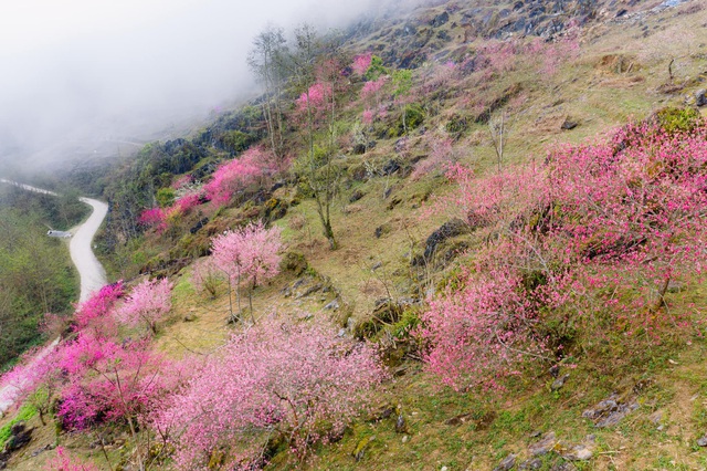 Mùa hoa đào nở muộn ở cao nguyên đá Hà Giang - Ảnh 3.