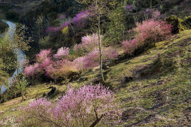 Mùa hoa đào nở muộn ở cao nguyên đá Hà Giang - Ảnh 4.