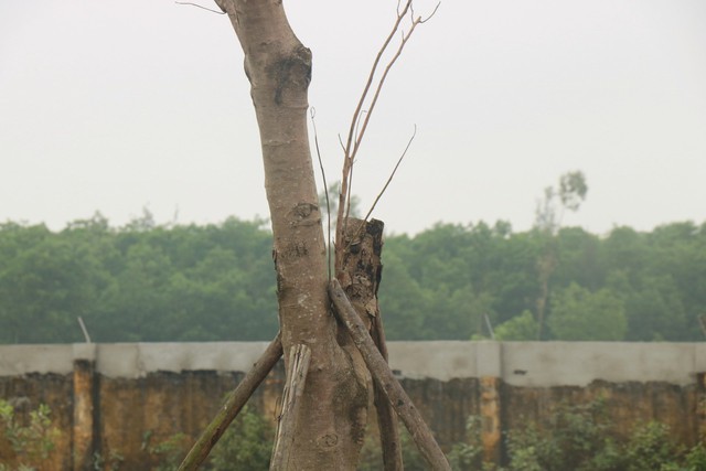 Vì sao hàng loạt cây xanh tạo điểm nhấn cho cửa ngõ phía Nam Thừa Thiên Huế tróc vỏ, chết khô? - Ảnh 6.