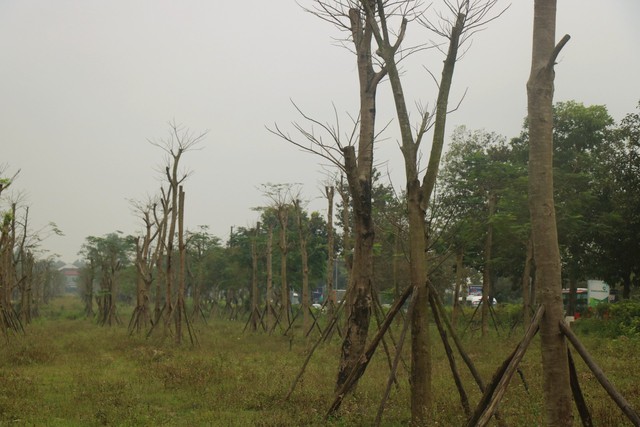 Vì sao hàng loạt cây xanh tạo điểm nhấn cho cửa ngõ phía Nam Thừa Thiên Huế tróc vỏ, chết khô? - Ảnh 1.