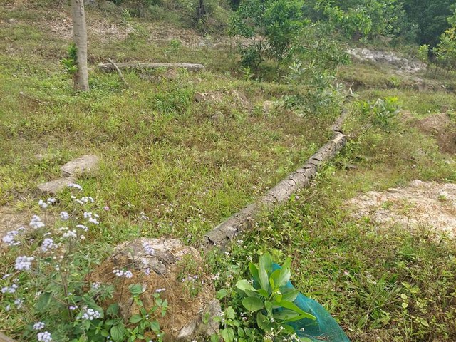 Vì sao hàng loạt cây xanh tạo điểm nhấn cho cửa ngõ phía Nam Thừa Thiên Huế tróc vỏ, chết khô? - Ảnh 8.