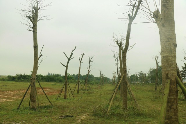 Vì sao hàng loạt cây xanh tạo điểm nhấn cho cửa ngõ phía Nam Thừa Thiên Huế tróc vỏ, chết khô? - Ảnh 9.