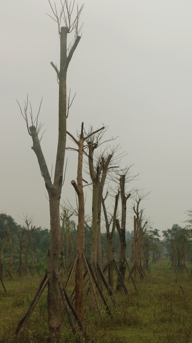 Vì sao hàng loạt cây xanh tạo điểm nhấn cho cửa ngõ phía Nam Thừa Thiên Huế tróc vỏ, chết khô? - Ảnh 2.