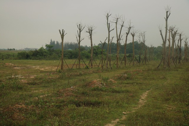 Vì sao hàng loạt cây xanh tạo điểm nhấn cho cửa ngõ phía Nam Thừa Thiên Huế tróc vỏ, chết khô? - Ảnh 7.