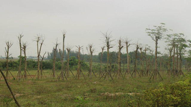 Vì sao hàng loạt cây xanh tạo điểm nhấn cho cửa ngõ phía Nam Thừa Thiên Huế tróc vỏ, chết khô? - Ảnh 3.