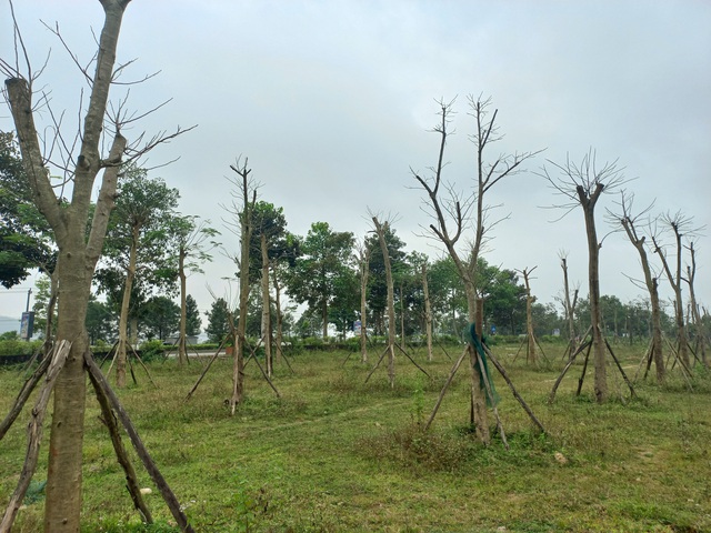 Vì sao hàng loạt cây xanh tạo điểm nhấn cho cửa ngõ phía Nam Thừa Thiên Huế tróc vỏ, chết khô? - Ảnh 4.