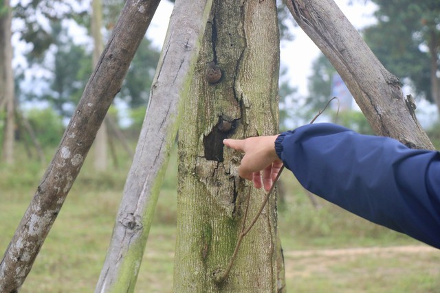 Vì sao hàng loạt cây xanh tạo điểm nhấn cho cửa ngõ phía Nam Thừa Thiên Huế tróc vỏ, chết khô? - Ảnh 5.