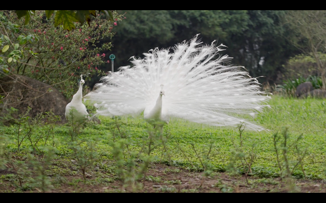 Chim Công, Vịt Trời, Thiên Nga làm tổ trong khu đô thị Ecopark - Ảnh 3.
