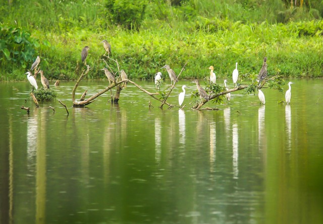 Chim Công, Vịt Trời, Thiên Nga làm tổ trong khu đô thị Ecopark - Ảnh 8.