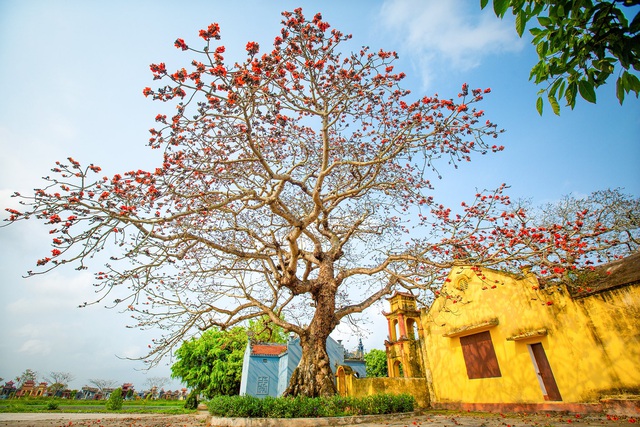 Vẻ đẹp hoa gạo  - Ảnh 5.