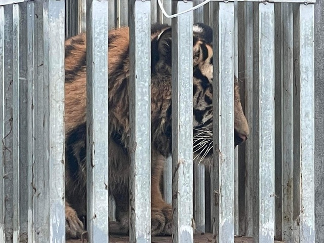 Vườn Quốc gia Phong Nha - Kẻ Bàng sẽ có 7 con hổ được chuyển vào từ Nghệ An   - Ảnh 2.