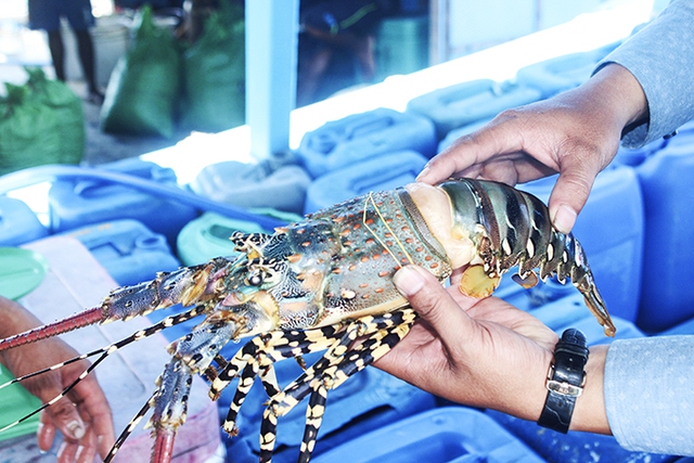 Tôm hùm sale sập sàn, hơn 100.000/kg - Ảnh 3.