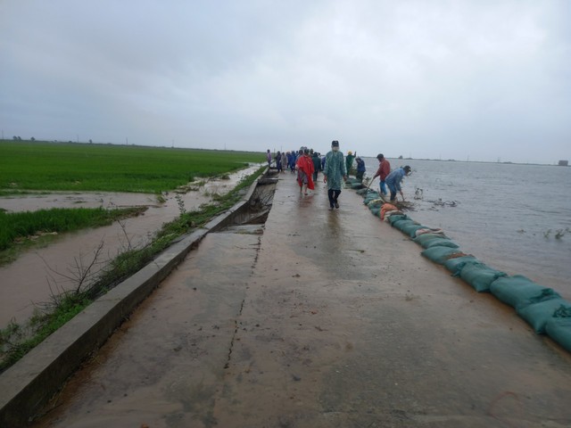Ảnh: Mưa lũ bất thường, người dân dầm mưa mong 'giải cứu' cứu hàng trăm ha lúa  - Ảnh 7.
