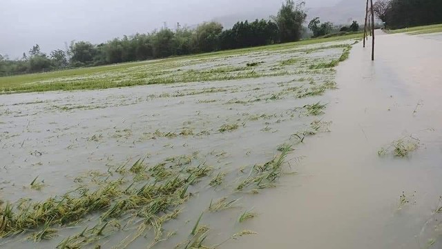 Ảnh: Mưa lũ bất thường, người dân dầm mưa mong 'giải cứu' cứu hàng trăm ha lúa  - Ảnh 11.