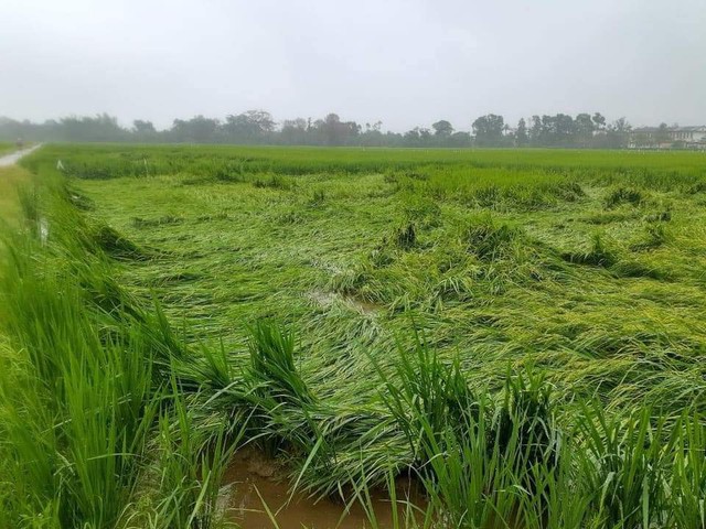 Ảnh: Mưa lũ bất thường, người dân dầm mưa mong 'giải cứu' cứu hàng trăm ha lúa  - Ảnh 12.