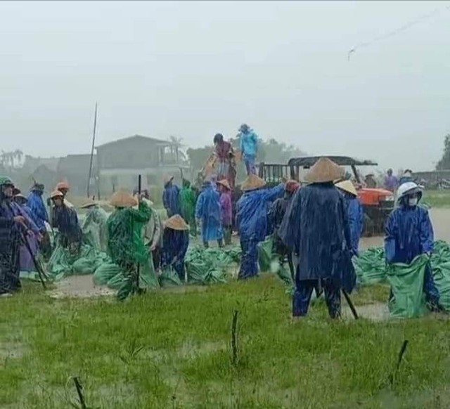 Ảnh: Mưa lũ bất thường, người dân dầm mưa mong 'giải cứu' cứu hàng trăm ha lúa  - Ảnh 9.