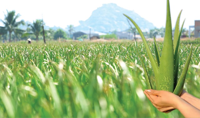 G.C Food g&oacute;p phần n&acirc;ng tầm n&ocirc;ng sản Việt - Ảnh 1.