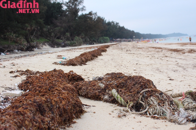 Quảng Ninh: Nhếch nhác bãi biển du lịch Cô Tô bị rong biển chết phủ kín  - Ảnh 4.