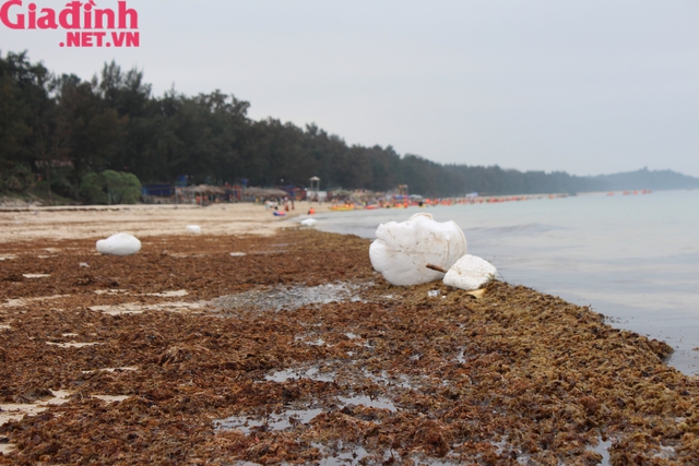 Quảng Ninh: Nhếch nhác bãi biển du lịch Cô Tô bị rong biển chết phủ kín  - Ảnh 5.