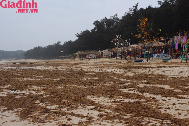 Quảng Ninh: Nhếch nhác bãi biển du lịch Cô Tô bị rong biển chết phủ kín  - Ảnh 6.