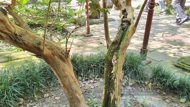 Thanh Hóa: Bí ẩn cây ổi 89 năm tuổi cứ sờ vào là &quot;cười khúc khích&quot; ở Khu di tích Lam Kinh - Ảnh 2.