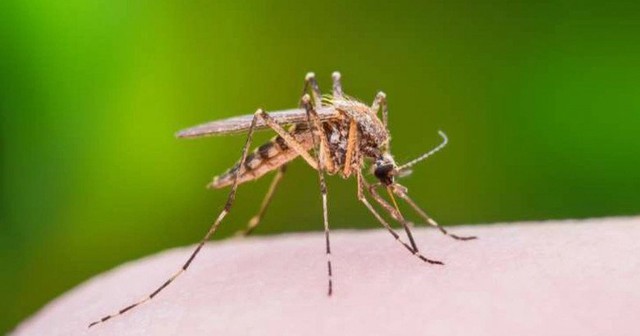 Mùa dịch sốt xuất huyết, người nặng ký và ai có nhóm máu này &quot;cuốn hút” muỗi nhất, cần che chắn cẩn thận - Ảnh 1.