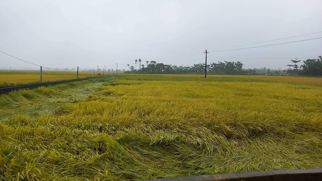 Nam thanh niên bị sét đánh tử vong khi đang đi thu hoạch lúa - Ảnh 1.