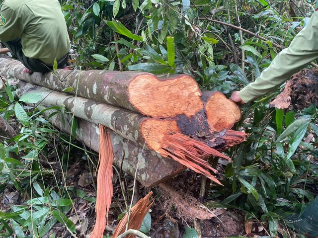 Thanh Hóa: Xử lý trách nhiệm tập thể, cá nhân trong các vụ phá rừng ở huyện Quan Sơn - Ảnh 2.