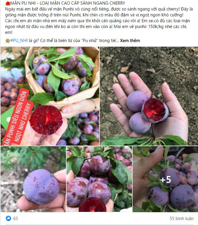 Đắt ngang nho Mỹ, ngọt như Cherry, loại mận trồng trên núi cao Việt Nam 'siêu' hút khách - Ảnh 5.