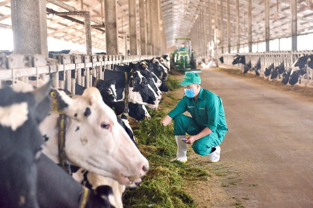 Vinamilk Green Farm – một dấu ấn rõ nét của ngành sữa Việt Nam trêm hành trình phát triển bền vững
 - Ảnh 7.