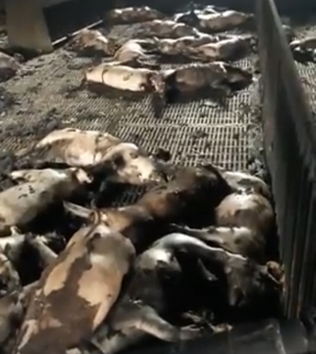 Cháy trang trại nuôi lợn ở Hải Dương khiến hơn 400 con bị chết - Ảnh 1.