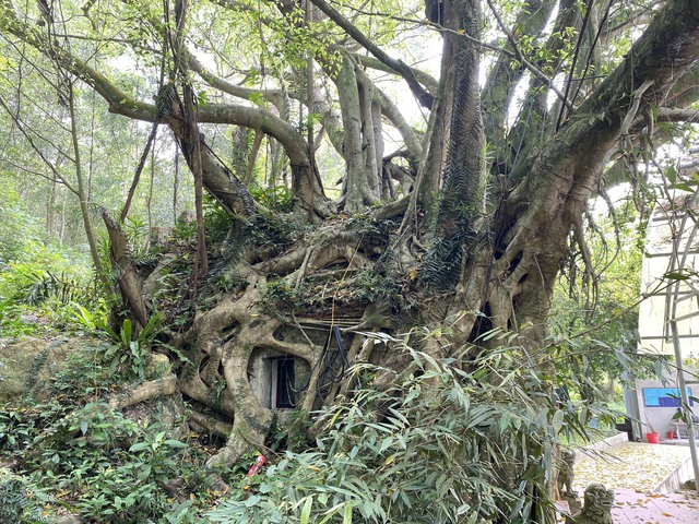 Thanh Hoá: Kỳ bí cây si hàng trăm tuổi “ôm” trọn ngôi chùa cổ - Ảnh 2.