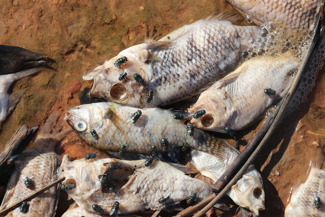 Cá chết bất thường tại hồ cấp nước sinh hoạt cho thành phố Hà Tĩnh - Ảnh 5.