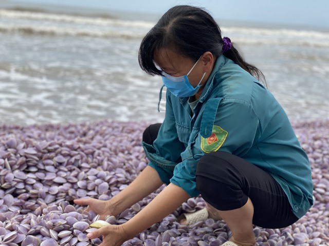 Thanh Hoá: Ngao chết hàng loạt tại bờ biển Nghi Sơn - Ảnh 4.
