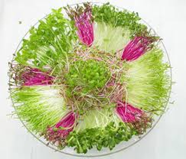 4 bước đơn giản có ngay một đĩa salad rau mầm mặn ai ăn cũng thấy ngon quên sầu, trẻ lâu, tránh rụng tóc - Ảnh 1.