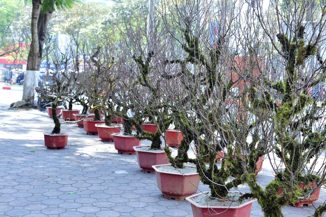 Đào phai Sa Pa cuốn rêu từ gốc đến ngọn hút khách Thủ đô ngày giáp Tết - Ảnh 2.
