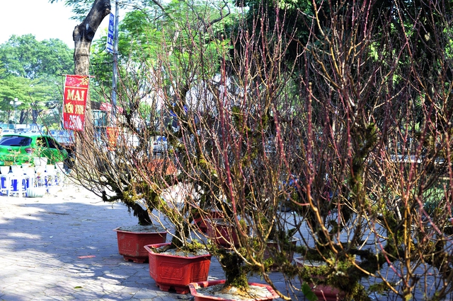 Đào phai Sa Pa cuốn rêu từ gốc đến ngọn hút khách Thủ đô ngày giáp Tết - Ảnh 8.