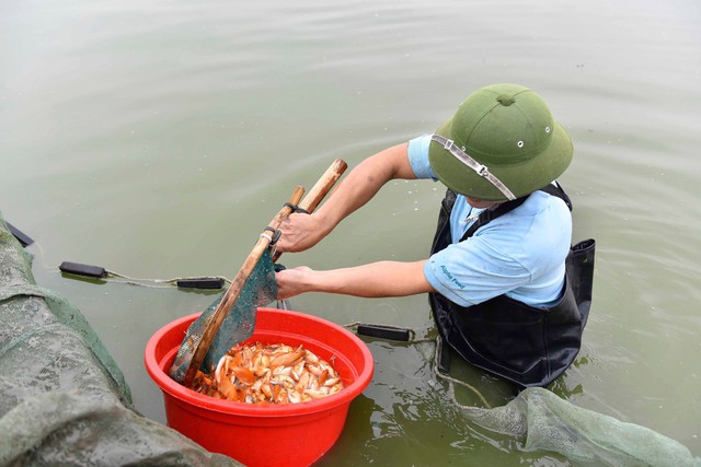 Hối hả thu hoạch cá chép cung ứng ra thị trường - Ảnh 2.