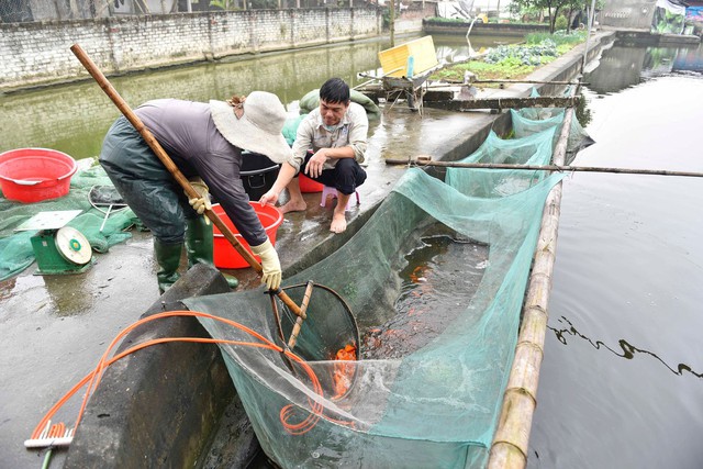 Hối hả thu hoạch cá chép cung ứng ra thị trường - Ảnh 1.