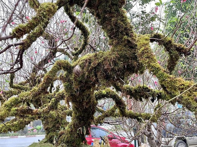 Nghệ An: Độc đáo cây đào thế rồng bay với giá hàng trăm triệu đồng - Ảnh 7.