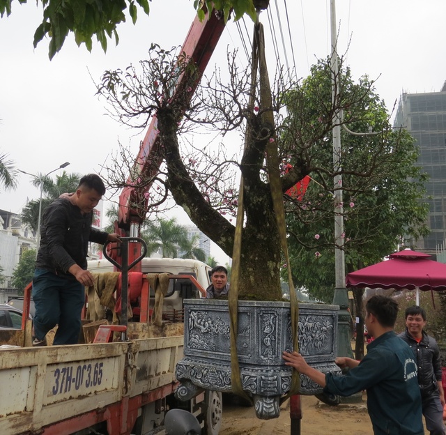 Nghệ An: Độc đáo cây đào thế rồng bay với giá hàng trăm triệu đồng - Ảnh 1.