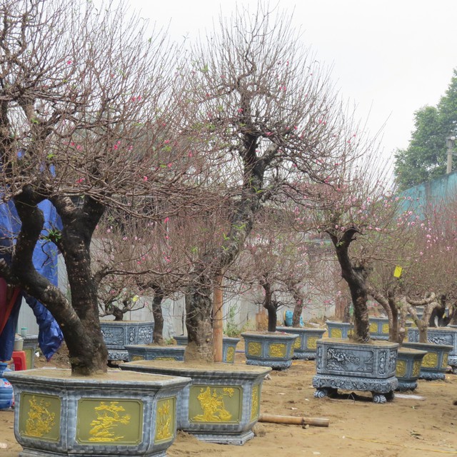 Nghệ An: Độc đáo cây đào thế rồng bay với giá hàng trăm triệu đồng - Ảnh 3.