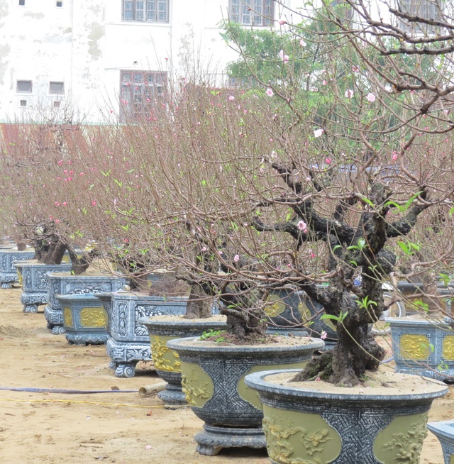 Nghệ An: Độc đáo cây đào thế rồng bay với giá hàng trăm triệu đồng - Ảnh 4.