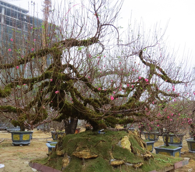 Nghệ An: Độc đáo cây đào thế rồng bay với giá hàng trăm triệu đồng - Ảnh 5.