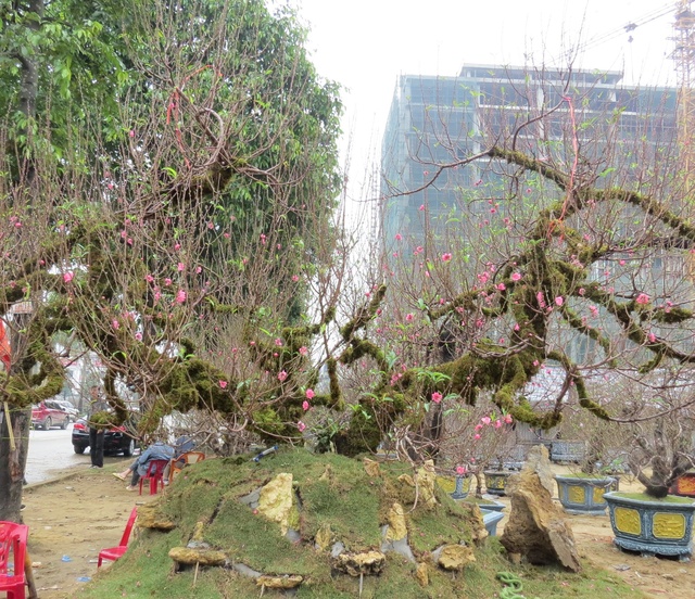 Nghệ An: Độc đáo cây đào thế rồng bay với giá hàng trăm triệu đồng - Ảnh 6.