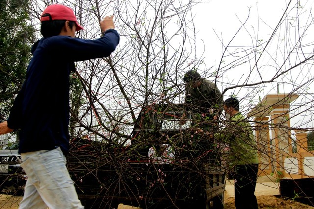 Vựa đào Hà Tĩnh tất bật 'chở' Tết đến mọi nhà - Ảnh 7.